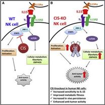 Tiềm năng của “siêu” tế bào tiêu diệt tự nhiên NK