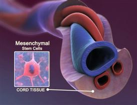 Ngân hàng lưu trữ mô cuống rốn