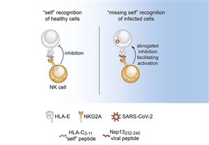 Tại sao các tế bào tiêu diệt tự nhiên phản ứng với covid-19